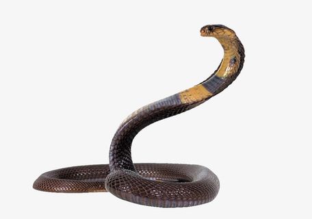 眼镜蛇-凶猛的眼镜蛇免抠