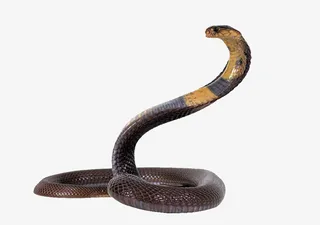 眼镜蛇-凶猛的眼镜蛇免抠