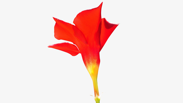 红色鲜花植物免抠