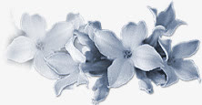 鲜花花卉花草ps素材免抠