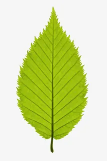 一片叶子免抠 一片叶子免抠