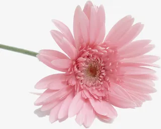 一朵红色菊花免抠