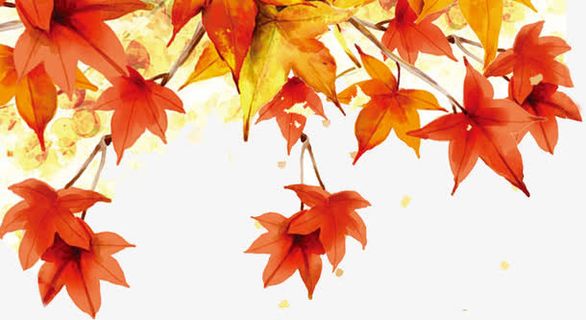 枫叶免抠