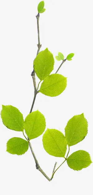 春季清新绿叶树枝植物装饰免抠