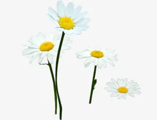 春天白色雏菊装饰免抠