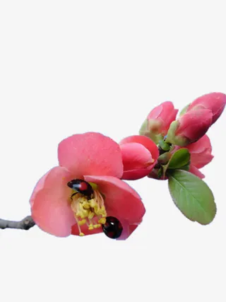 瓢虫海棠花免抠