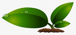 绘制春天里刚生长出来的绿叶免抠动植物植物元素