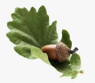 装在叶子里的橡树果免抠