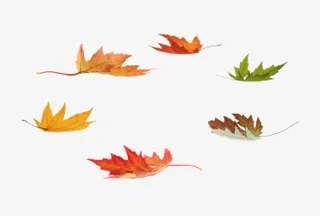 秋季凋零的树叶免抠