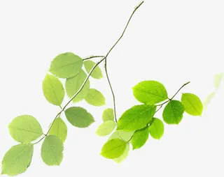 春天美景树叶设计免抠