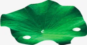 荷叶露水素材免抠