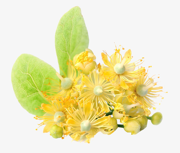 黄色的椴树花免抠