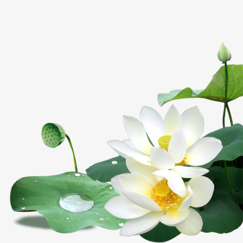 荷花，荷叶，水珠，莲蓬免抠