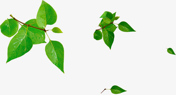 春天光效绿色植物装饰免抠
