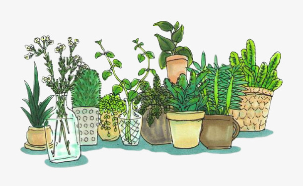 盆栽植物免扣素材免抠