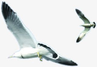 高清手绘海报夏日海鸥免抠