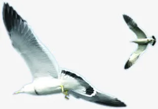 高清手绘海报夏日海鸥免抠