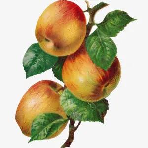 彩绘苹果树枝免抠