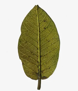 自然落叶的背面免抠