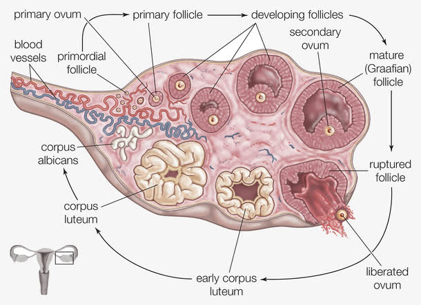 女性生殖器官生物医学插图免抠