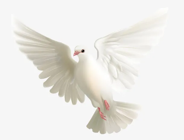 白鸽免抠