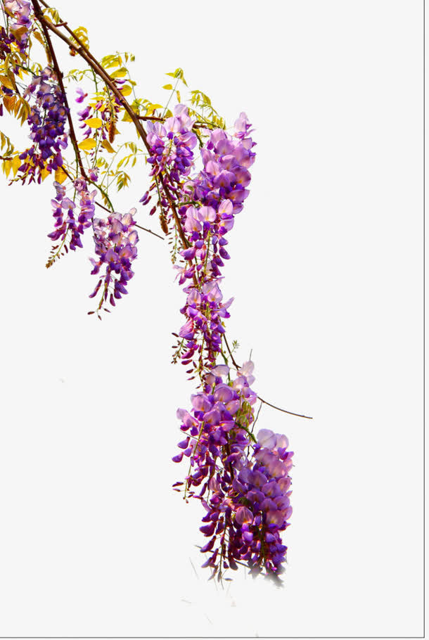 树枝上的紫色花朵免抠