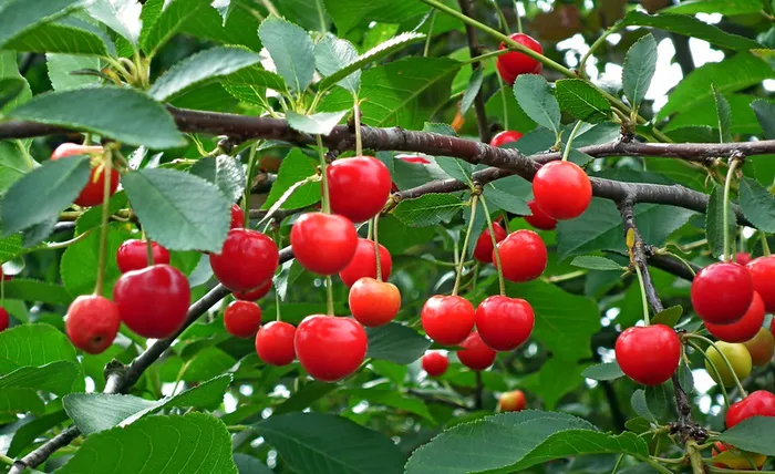 红色樱桃成熟果实高清