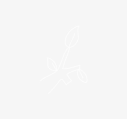 精美手绘树枝免抠