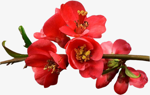 鲜花花草花草图案素材免抠