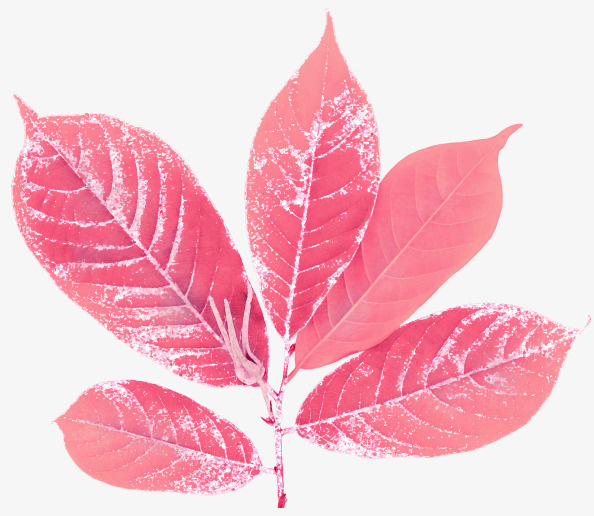 粉色叶子免抠