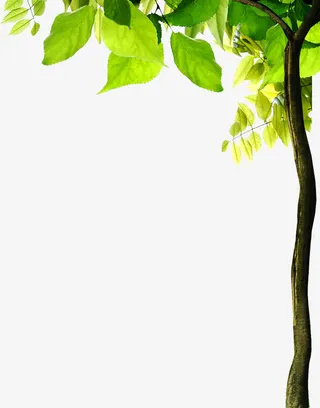 春天树影树干美景免抠