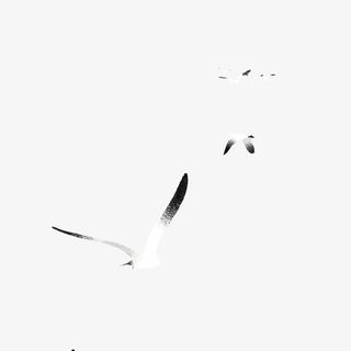 秋天 大雁 数量多 动物免抠