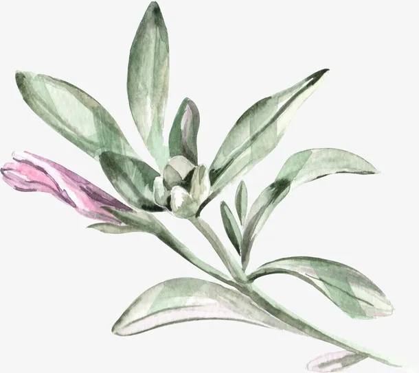 手绘绿叶花草装饰免抠