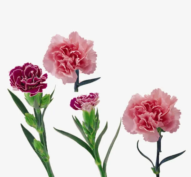 节日花朵免抠