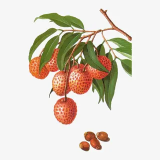一串荔枝的电脑绘图免抠