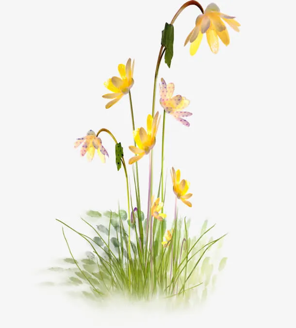 黄色的小花免抠