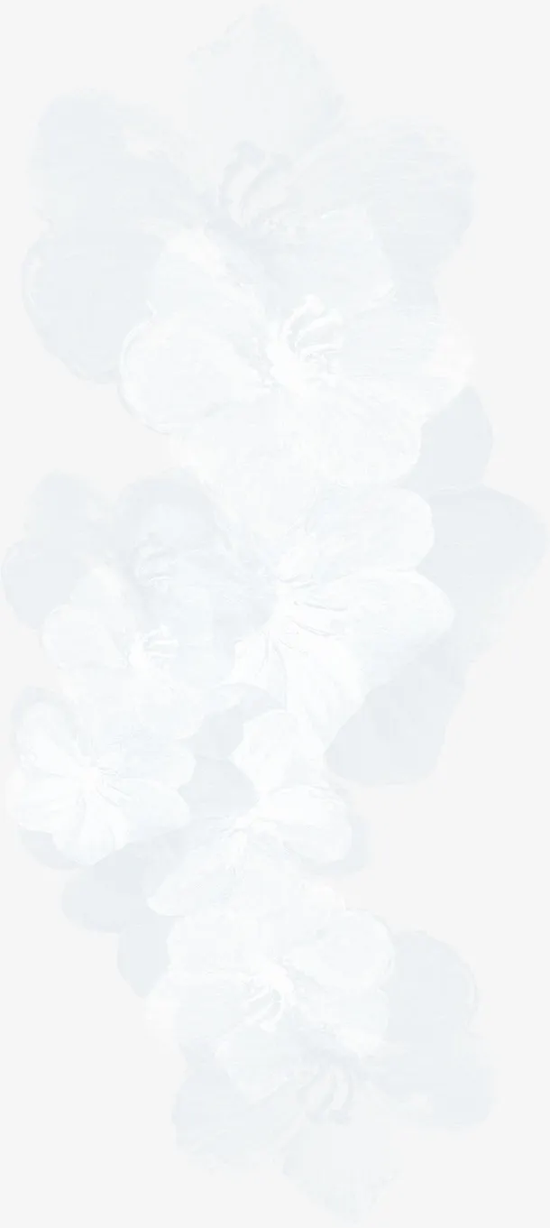白色花朵免抠