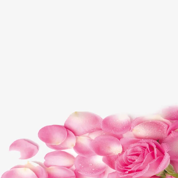 粉色玫瑰图免抠