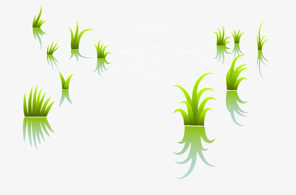 稻田里的禾苗免抠