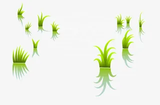 稻田里的禾苗免抠