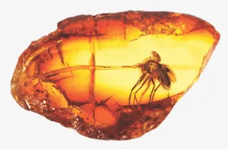 蚊子琥珀元素免抠