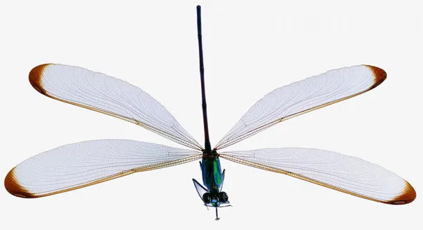 白色蜻蜓免抠