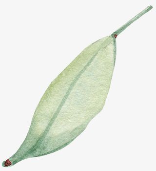 叶子，玫瑰花叶，蛋糕装饰，手绘叶免抠