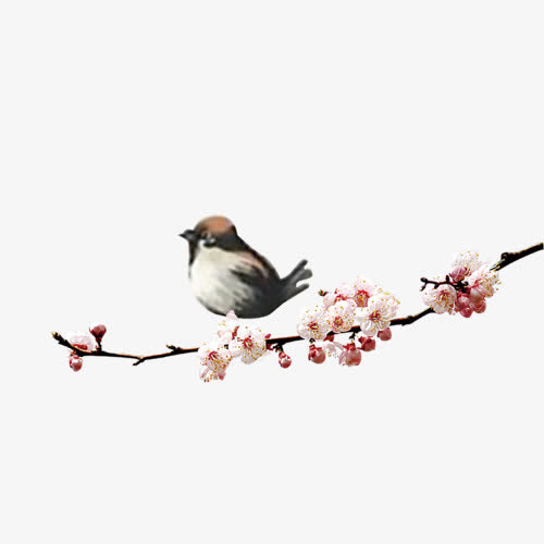 小鸟免抠