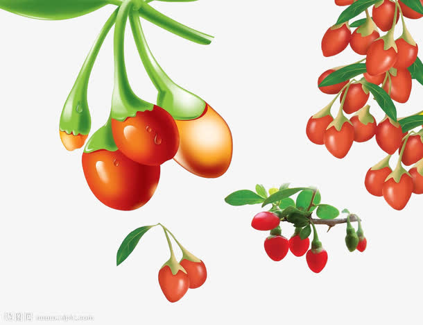 红枸杞插画免抠
