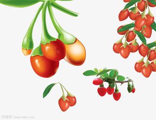 红枸杞插画免抠