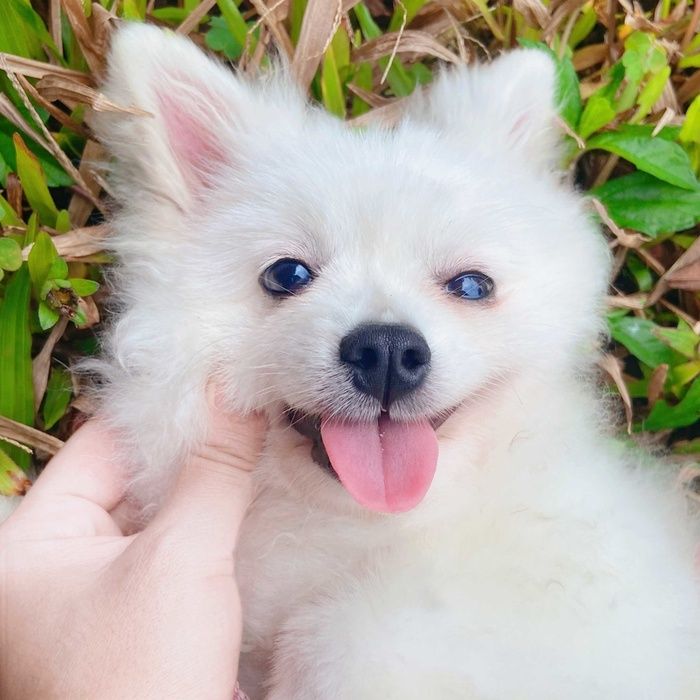 走在田间漫过的微风身旁可爱的修狗高清