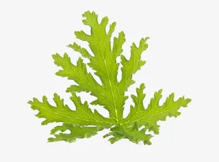 香茅高清图片免抠