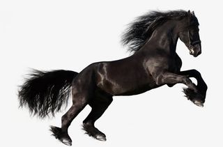 黑色高清马匹插图免抠