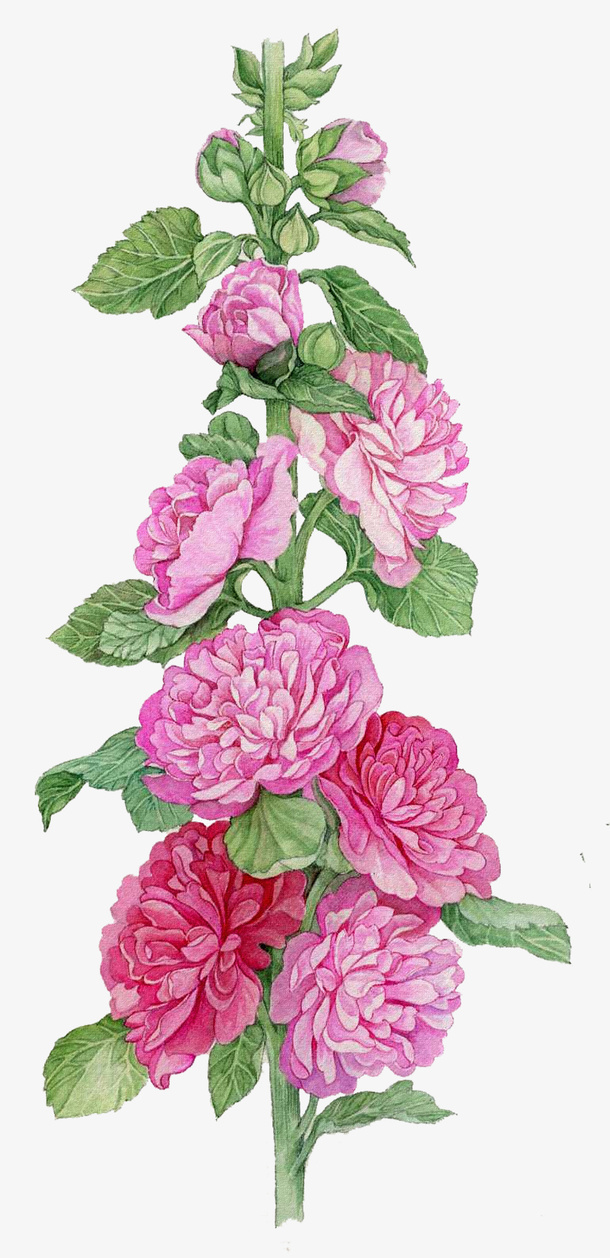 手绘鲜花素材鲜花矢量素材 花枝免抠